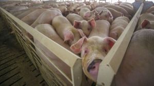 Preţul de achiziţie al cărnii de porc a crescut cu 15% faţă de anul trecut