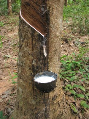 Poducătorii de cauciuc natural se aşteaptă la o diminuare a producţiei cu 800.000 de tone