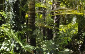 Defrişări masive de pădure în "plămânul planetei"