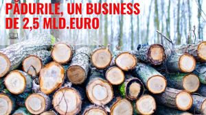 Pădurile Românei - un business de peste 2,5 miliarde de euro