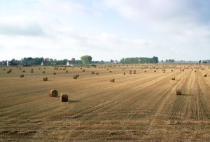 Holde Agri Invest a atras zece milioane de lei