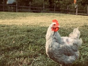 România a înştiinţat OIE cu privire la virusul gripei aviare descoperit în Maramureş