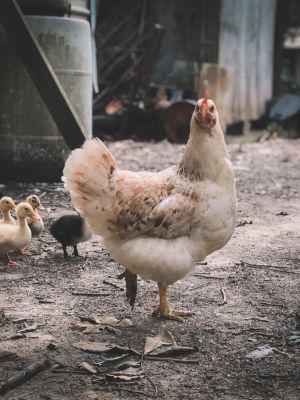 Slovacia şi Ucraina au identificat noi cazuri de gripă aviară