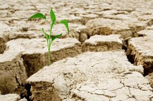 Fermierii din Buzău estimează pierderi în agricultură din cauza secetei