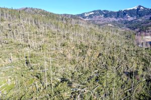Aproape o sută de mii de hectare păduri de stat au fost afectate de fenomene meteo extreme
