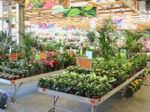 Topul celor mai cumpărate plante decorative şi cum pot fi încadrate în ambientul locuinţei