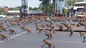 Lopburi este un oraş în Thailanda cunoscut drept "oraşul maimuţelor", deoarece locuitorii le hrănesc şi ele s-au înmulţit, atrăgând turiştii ca tentaţie suplimentară pe lângă renumitele temple budiste ale aşezării. Scăderea abruptă a numărului de turişti din cauza pandemiei i-a lipsit pe localnici de resursele de hrană pe care le alocau maimuţelor, iar acestea au ieşit înfometate pe străzile unui oraş pustiu, luptându-se între ele.
