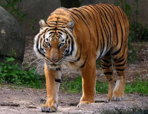 O femelă de tigru malaezian de la grădina zoologică din Bronx, testată pozitiv cu coronavirus