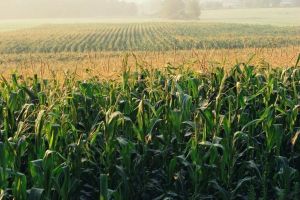 Ucraina a decis să nu îşi limiteze exporturile de porumb