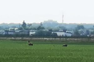 Căprioare la Otopeni