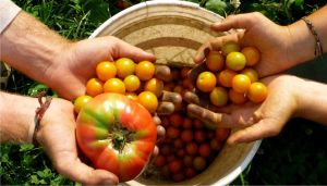 25% din suprafaţa agricolă, destinată agriculturii ecologice