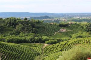 Viticultorii italieni au nevoie de 100 de mii de români pentru recoltare