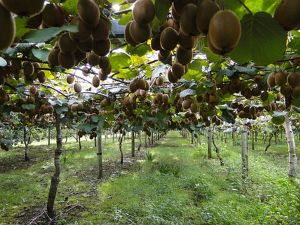 România are teren favorabil pentru cultivarea de kiwi şi banane