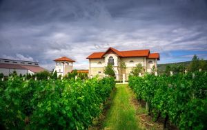 Viticultorii din Buzău şi Prahova organizează o "Evadare în Dealul Mare"