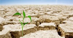 Seceta a împărţit Buzăul în trei zone - deficitul de apă din sol a ajuns şi la 80%