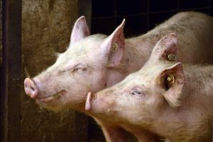 China interzice importurile de carne de porc din Germania