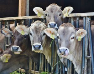 Ajutorul de stat pentru sectorul creşterii animalelor a fost majorat la 65 milioane lei