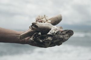 Miile de vieţuitoare marine găsite moarte în peninsula Kamceatka, victime ale microalgelor