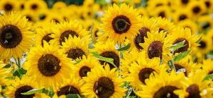 Producţiile de porumb şi floarea soarelui vor scădea la jumătate în acest an 