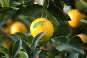 "Lămâile tratate cu orthophenylphenol ne pot îmbolnăvi de cancer la vezica urinară"