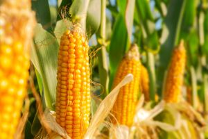 Producţia minimă la porumb, de cinci ori mai mică decât în 2019