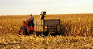 Agricultura românească va scădea cu aproximativ 15% în 2020