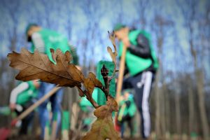 Romsilva plantează peste 3,5 milioane de puieţi forestieri în campania de împăduriri de toamnă
