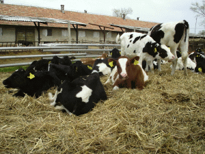 Greutatea în carcasă a bovinelor a crescut cu 5%