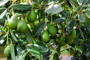 Consumul de avocado a atins un nivel record, în perioada pandemiei 
