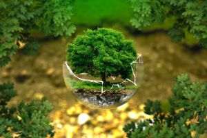 Ecologia, importantă şi pentru economie şi pentru educaţie