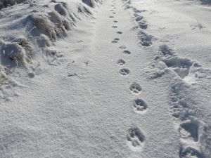 Un observator pentru lupi a fost amenajat în Parcul Natural Putna din Munţii Vrancei