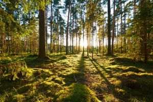 Metropolitan Life anunţă plantarea unei păduri de 2 hectare în comunele Gârbovi şi Colelia