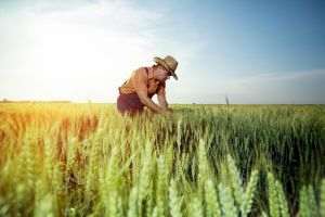 Asociaţia Forţa Fermierilor pregăteşte acţiuni de pichetare a Ministerului Agriculturii
