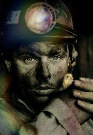 Canarul minerului va supravieþui mineritului .