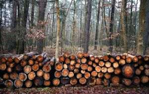 Arboricultorii au început tăierea stejarilor vechi de secole