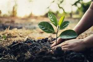 Acţiune de plantare de arbori organizată de Ziua internaţională a pădurilor 