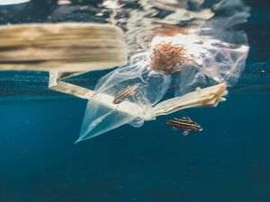 Consumăm peşti care conţin...plastic
