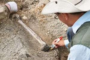 Fosile ale unei noi specii de mamifer, care a trăit în urmă cu 72 de milioane de ani, descoperite în Patagonia