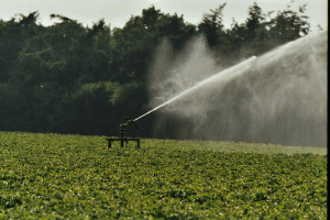 Romania"s overall irrigated surface had decreased from 1,400,000 hectares in 2004 to 250,000 hectares in 2008.