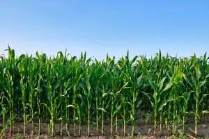 Peste 100.000 de hectare de teren arabil vor fi însămânţate, primăvara aceasta, cu porumb