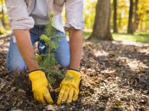 Delgaz Grid va reîmpăduri două hectare de teren în zona localităţii Putna
