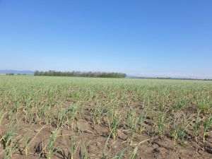 Buzăul, campion la suprafaţa cultivată cu usturoi