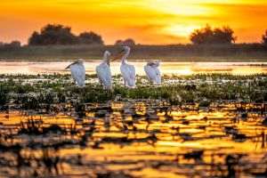 Propunerea legislativă pentru modificarea Legii vânătorii va avea efecte asupra biodiversităţii