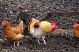 Focarele de gripă aviară din judeţele Mureş şi Harghita au fost stinse