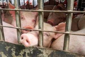CE vrea să interzică cuştile pentru animalele din ferme