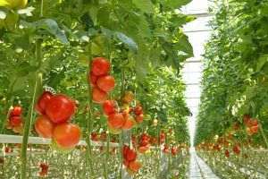 Cererile de înscriere în programul pentru susţinerea producţiei de legume în spaţii protejate pot fi depuse până pe 20 iulie