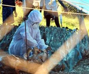 India raportează primul deces uman cauzat de gripa aviară