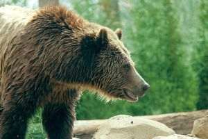 Controverse pe marginea ordonanţei ce permite împuşcarea urşilor agresivi