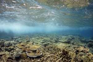 Australia a evitat să înscrie Marea Barieră de Corali în lista UNESCO a Patrimoniului mondial aflat în pericol