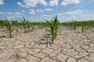 Buzăul, ferit de seceta pedologică, dar ameninţat de seceta atmosferică